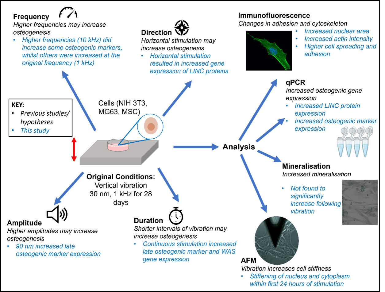 Harnessing the mechanosensitivity of cells for regenerative therapies ...